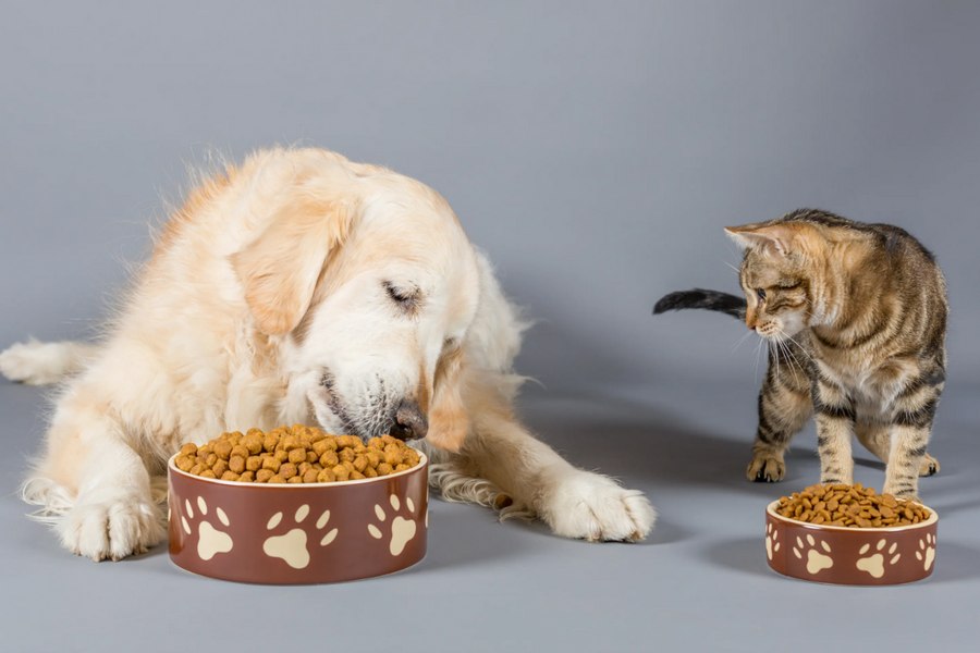 Why You Should Feed Your Fur Babies Quality Pet Food?